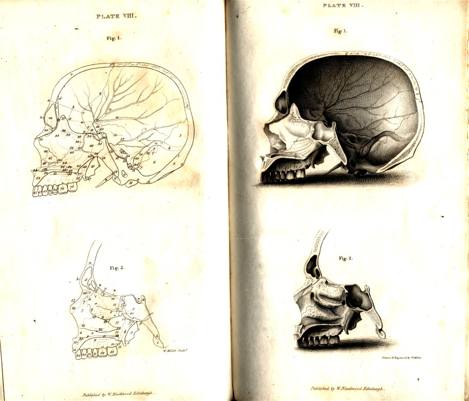 Plate VIII from Dr Gordon skeleton engraving by W Miller