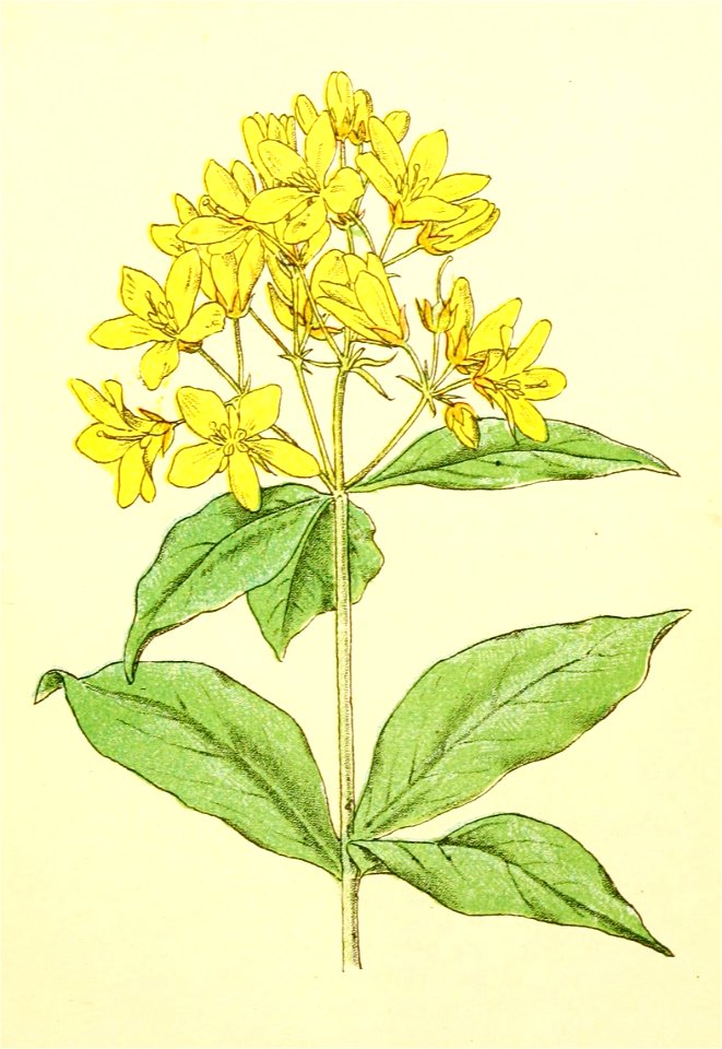 Plantenschat1898 145 67 Gewone wederik.—Lysimachia vulgaris