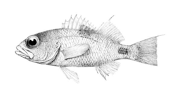 Plectranthias maculicauda