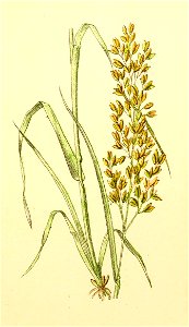 Plantenschat1898 141 65 Zorggras.—Holcus lanatus