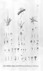 Plectrophora cultrifolia, Capanemia (as Quequettia=Quekettia) micromera, carinata, theresae-Fl.Br.3-6-35. Free illustration for personal and commercial use.