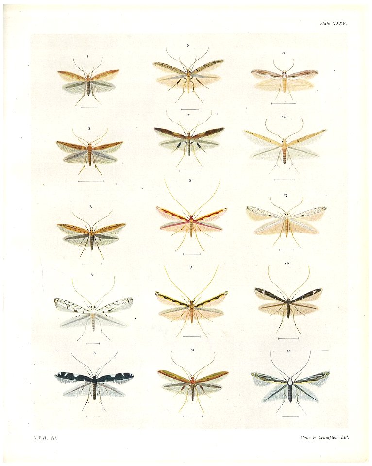 Plate XXXV The butterflies & moths of New Zealand