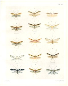 Plate XXXV The butterflies & moths of New Zealand