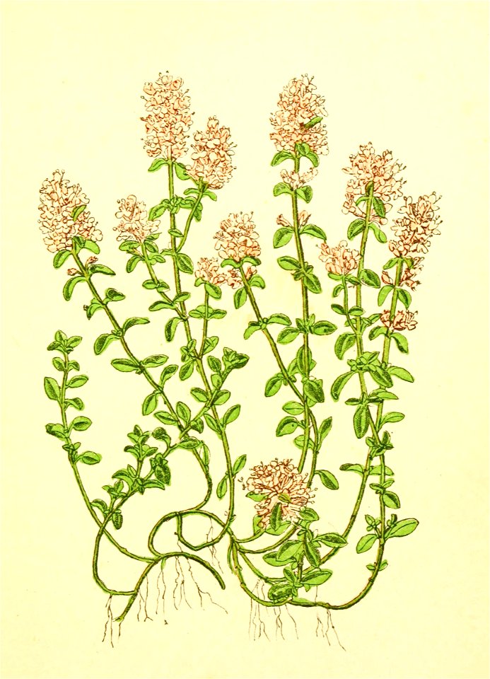 Plantenschat1898 284 137 Wilde thym.—Thymus serpyllum
