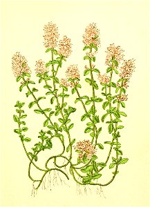 Plantenschat1898 284 137 Wilde thym.—Thymus serpyllum