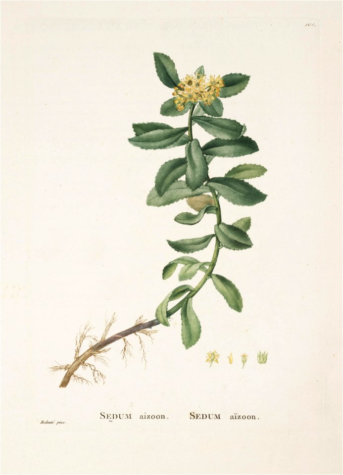 Plantarum historia succulentarum = (Plate 101)