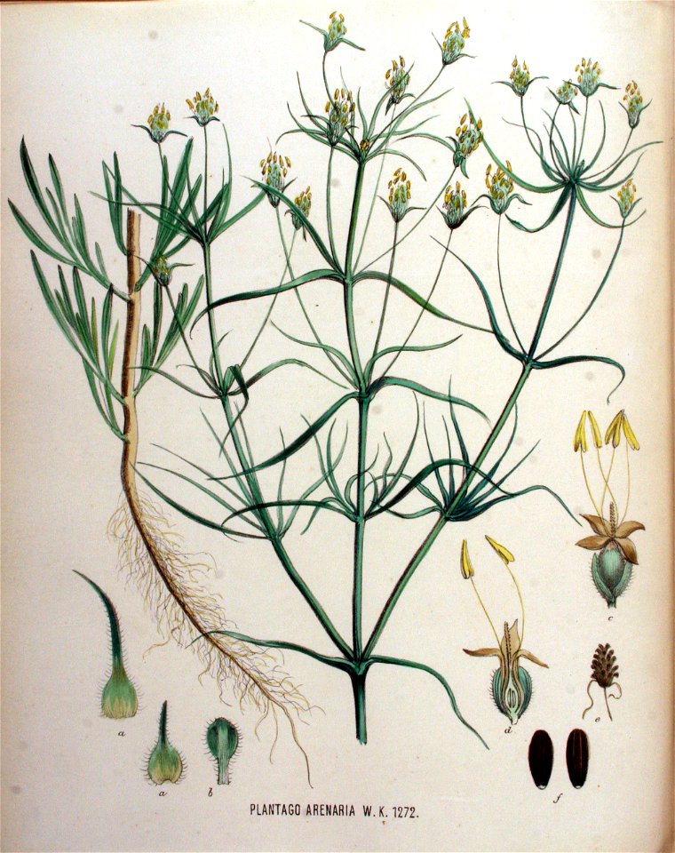 Plantago arenaria — Flora Batava — Volume v16