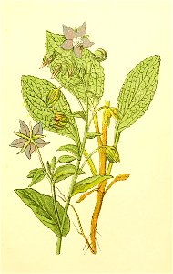 Plantenschat1898 177 83 Bernagie.—Borago officinalis