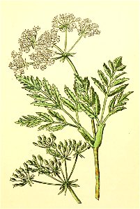 Plantenschat1898 213 101 Dolle kervel. — Conium maculatum