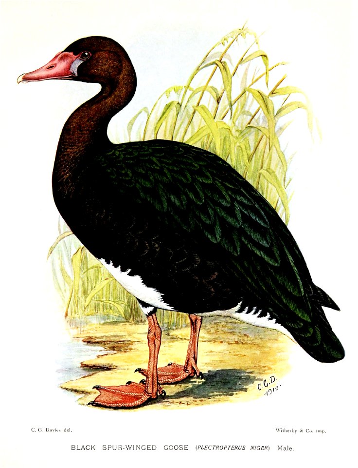 PlectropterusNigerDavies