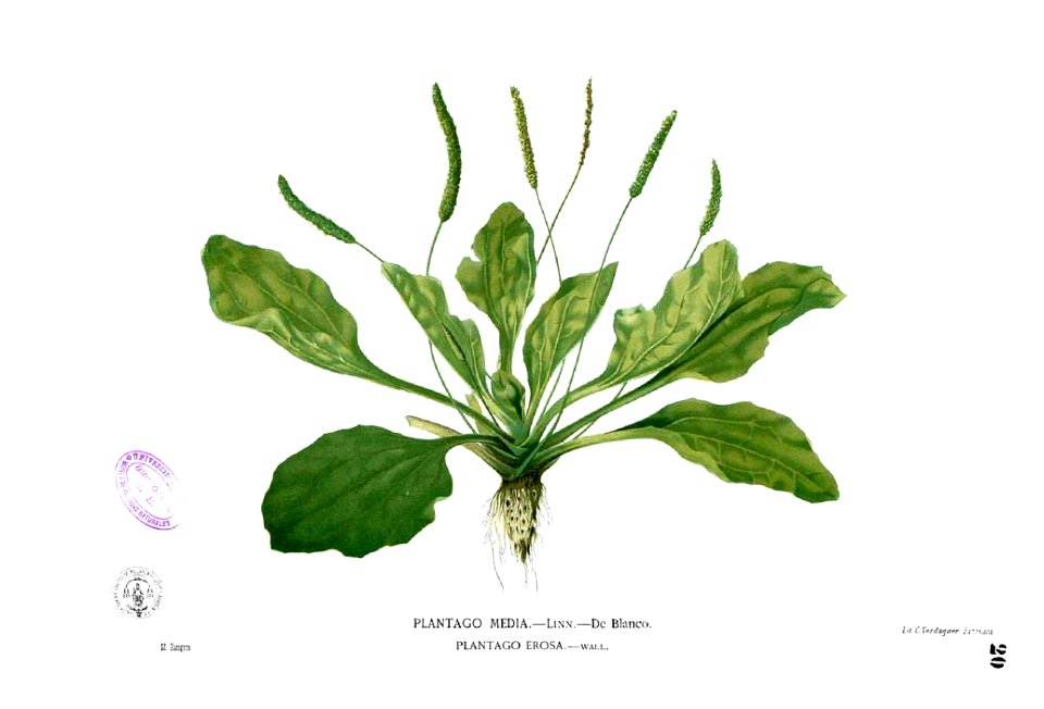 Plantago major Blanco1.20