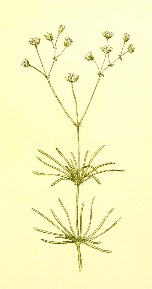 Plantenschat1898 209 99 Spurrie.— Spergula arvensis
