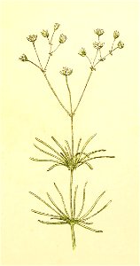 Plantenschat1898 209 99 Spurrie.— Spergula arvensis. Free illustration for personal and commercial use.