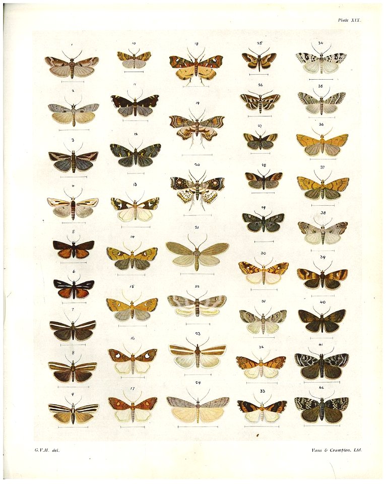 Plate XIX The butterflies & moths of New Zealand