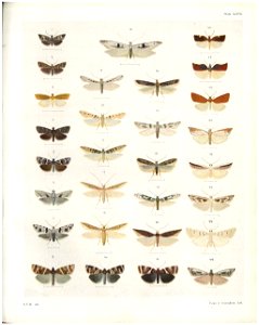 Plate XXVII The butterflies & moths of New Zealand