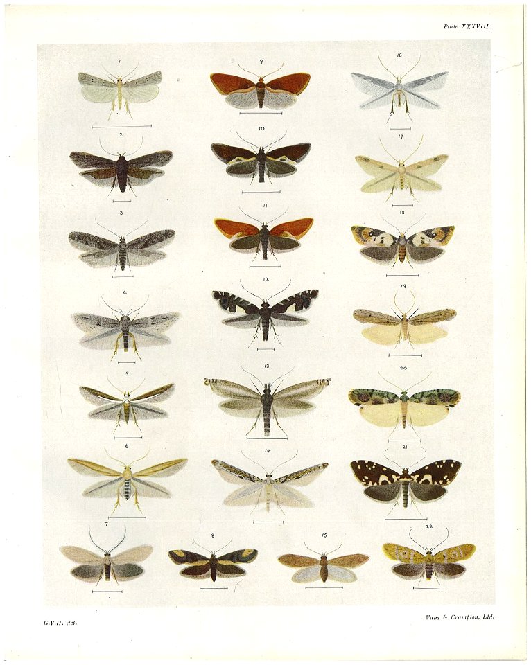 Plate XXXVIII The butterflies & moths of New Zealand
