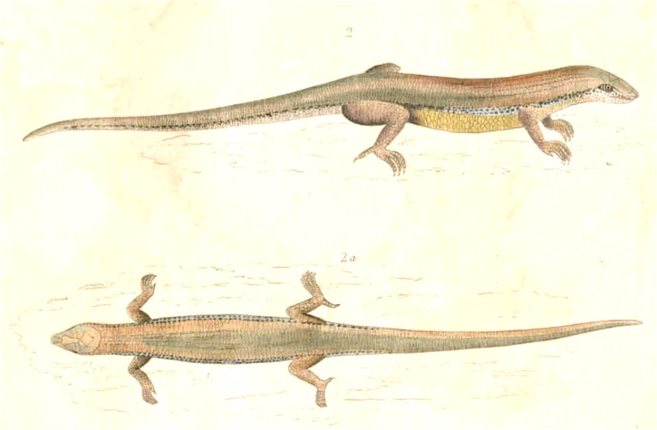 Plestiodon chinensis Hardwicke