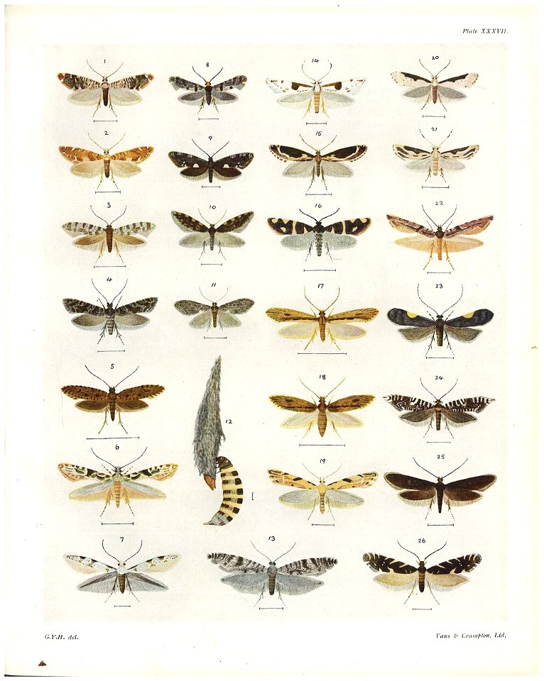 Plate XXXVII The butterflies & moths of New Zealand