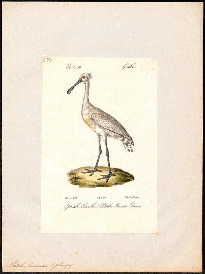 Platalea leucorodia - 1842-1848 - Print - Iconographia Zoologica - Special Collections University of Amsterdam - UBA01 IZ17600079