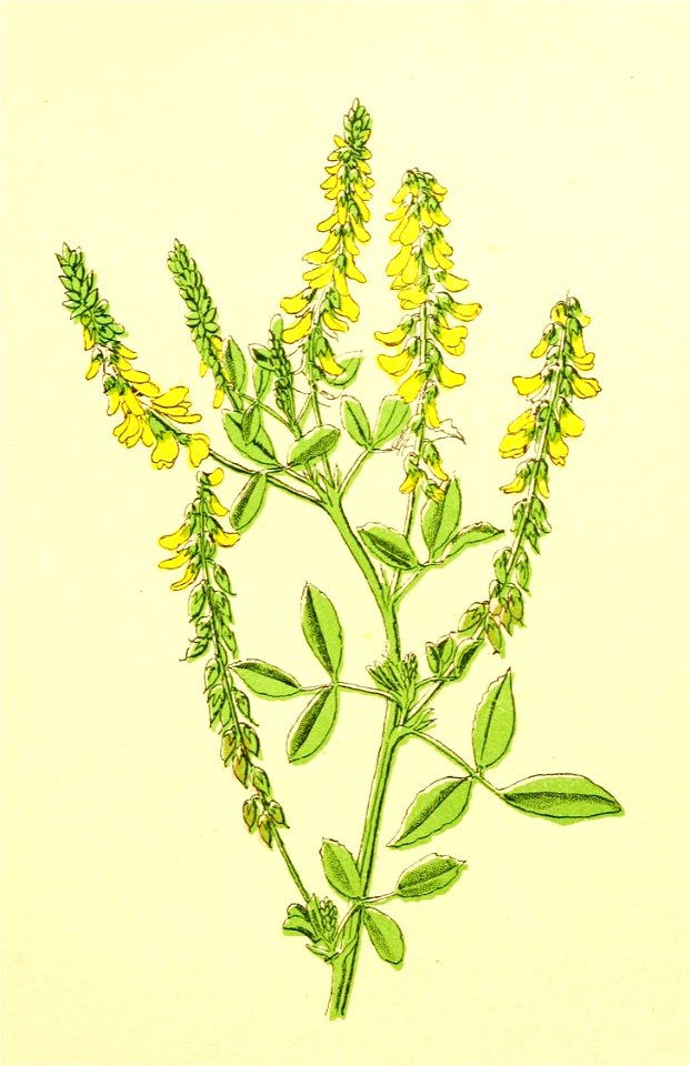 Plantenschat1898 273 131 Gele honingklaver.—Melilotus officinalis