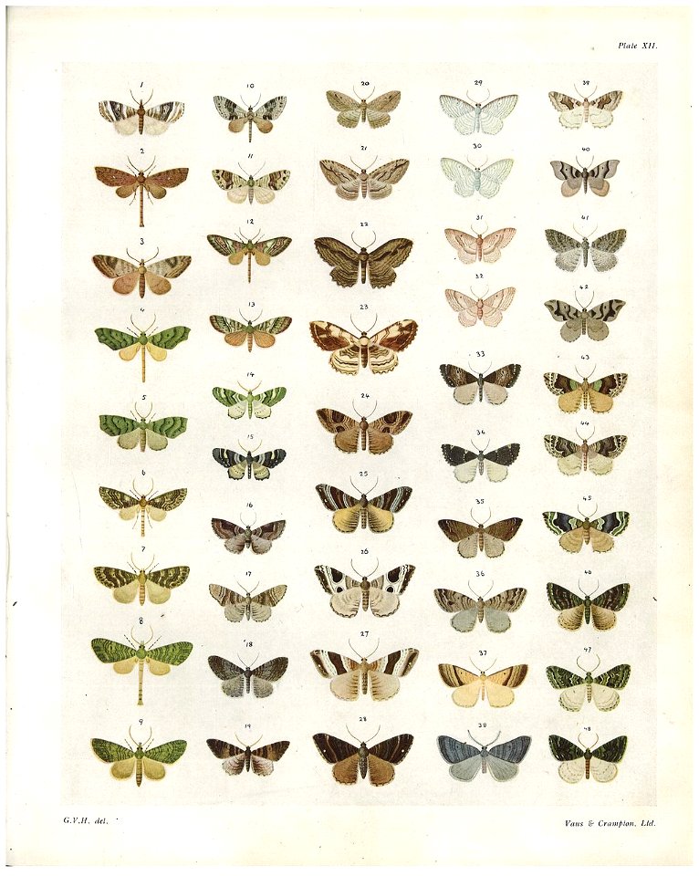Plate XII The butterflies & moths of New Zealand