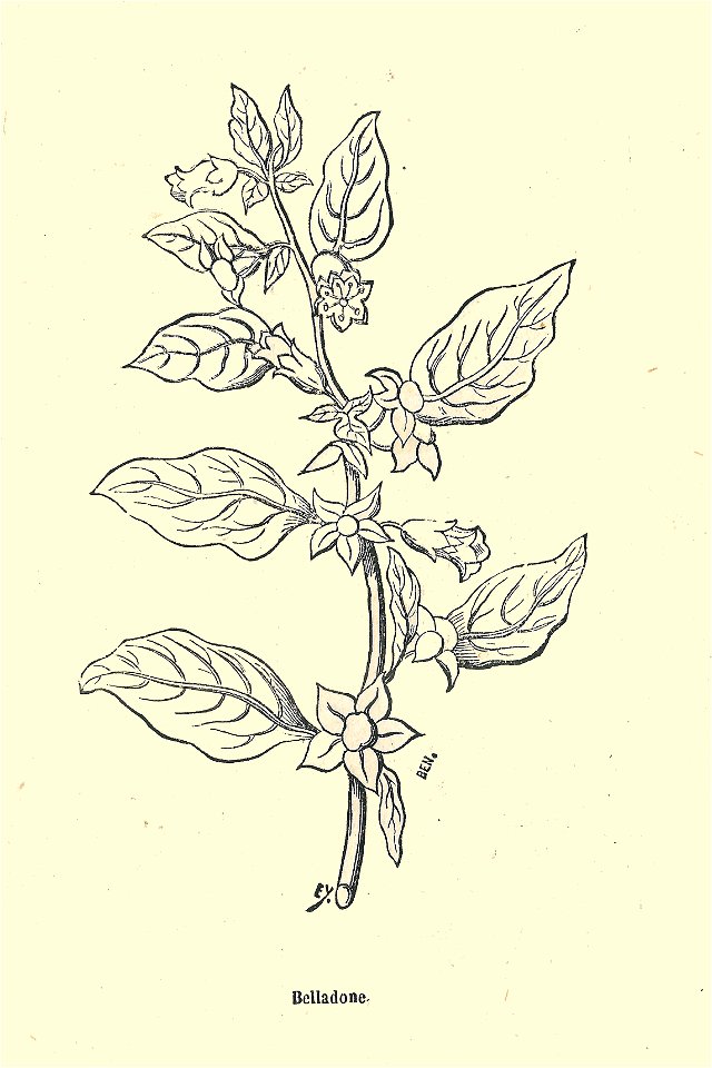 Plantes usuelles-Ysabeau-1878-belladone
