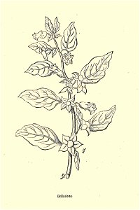 Plantes usuelles-Ysabeau-1878-belladone
