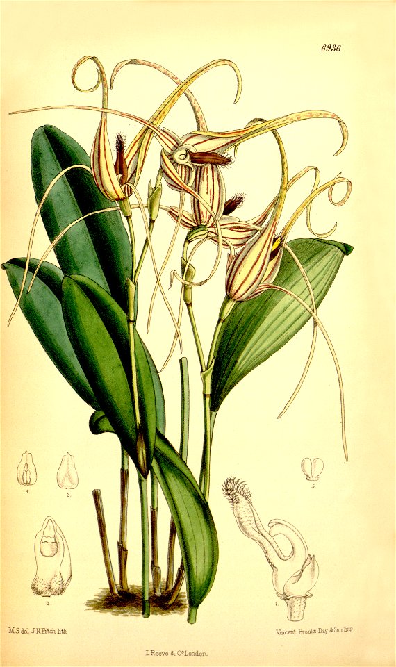 Pleurothallis glossopogon (as Pleurothallis insignis) - Curtis' 113 (Ser. 3 no. 43) pl. 6936 (1887)