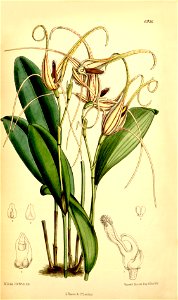 Pleurothallis glossopogon (as Pleurothallis insignis) - Curtis' 113 (Ser. 3 no. 43) pl. 6936 (1887)