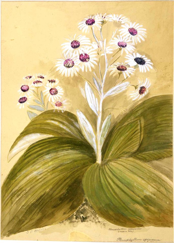 Pleurophyllum speciosum (Adams Isld). (1890s) by Emily Cumming Harris