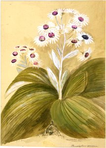 Pleurophyllum speciosum (Adams Isld). (1890s) by Emily Cumming Harris