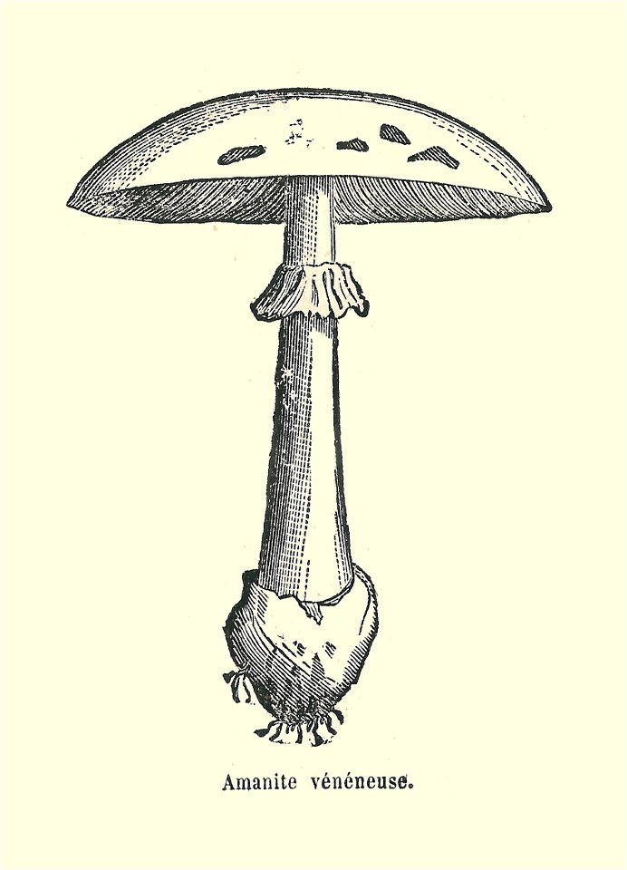 Plantes usuelles-Ysabeau-1878-amanite vénéneuse