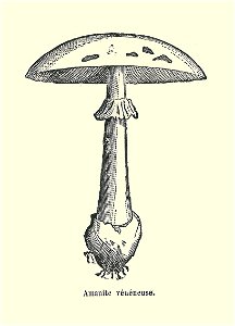 Plantes usuelles-Ysabeau-1878-amanite vénéneuse