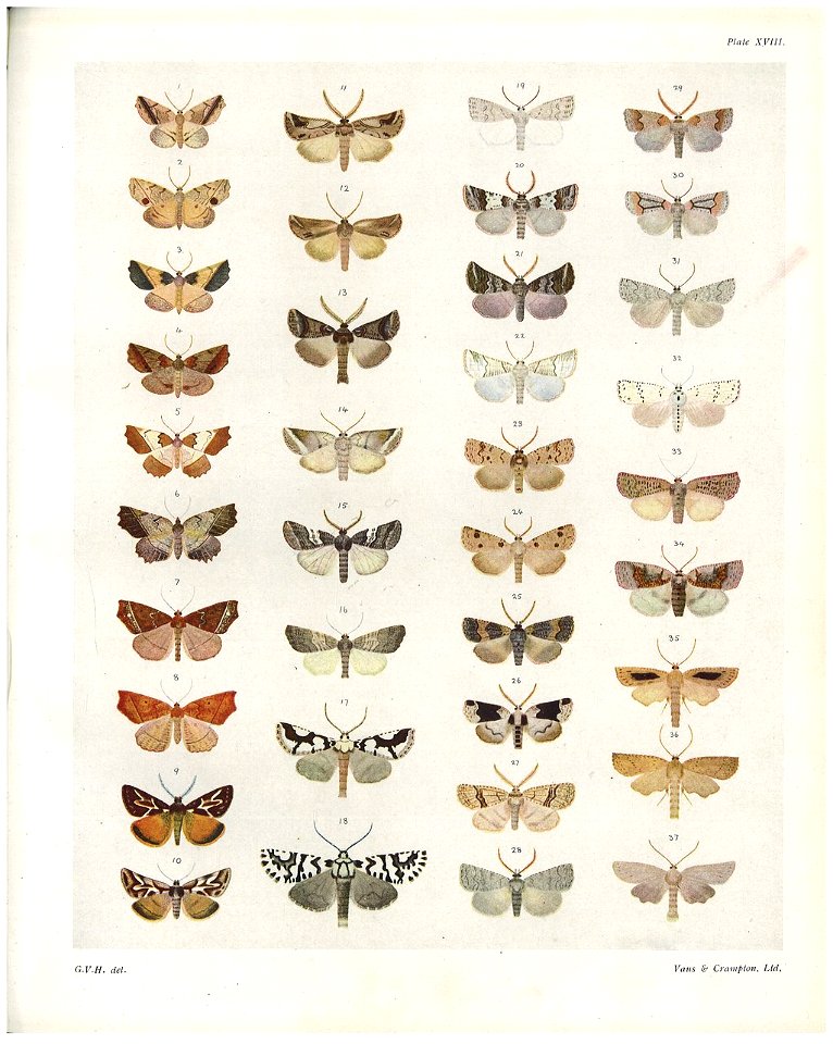 Plate XVIII The butterflies & moths of New Zealand