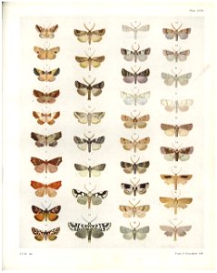 Plate XVIII The butterflies & moths of New Zealand