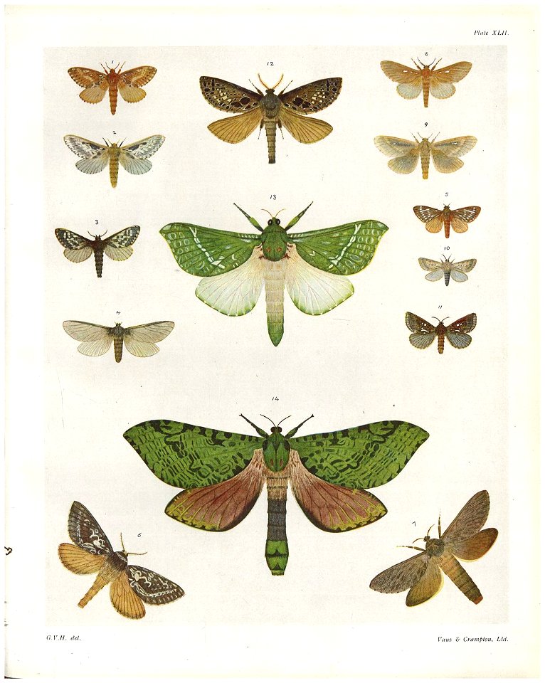 Plate XLII The butterflies & moths of New Zealand