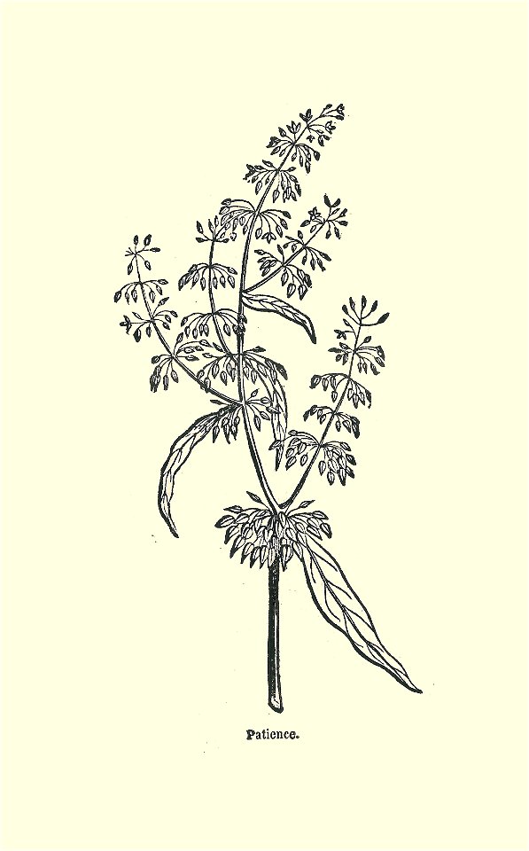 Plantes usuelles-Ysabeau-1878-patience