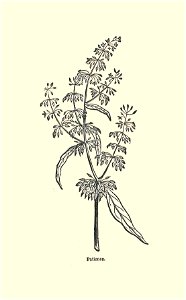 Plantes usuelles-Ysabeau-1878-patience