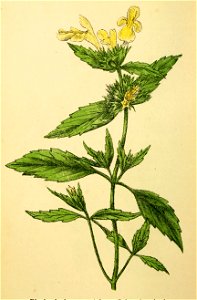 Plantenschat1898 308 150 Bleekgele hennepnetel.—Galeopsis ochroleuca