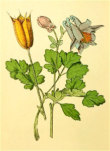 Plantenschat1898 46 18 Akelei.—Aquilegia vulgaris