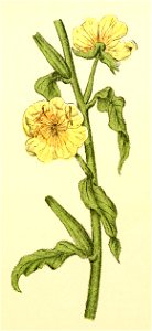 Plantenschat1898 161 75 Sint-Teunisbloem.—Oenothera biënnis