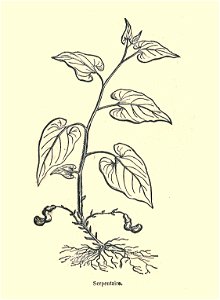 Plantes usuelles-Ysabeau-1878-Serpentaire