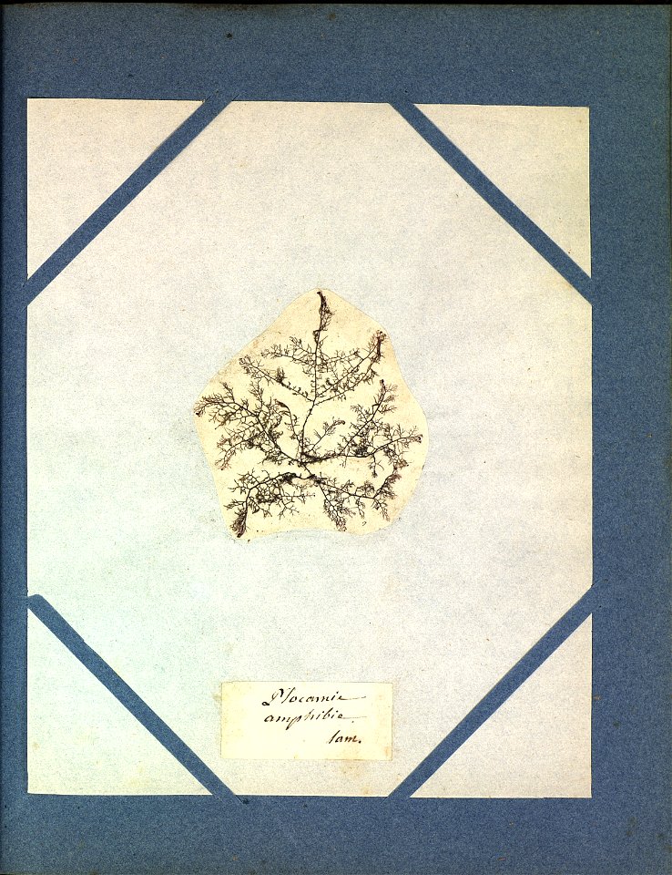 Plocamium amphibium