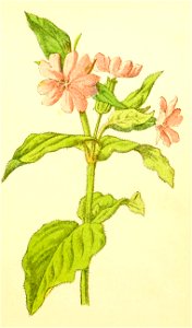 Plantenschat1898 241 115 Dag-koekoeksbloem.—Lychnis diurna