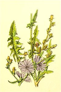 Plantenschat1898 165 77 Cichorei.—Cichorium intybus