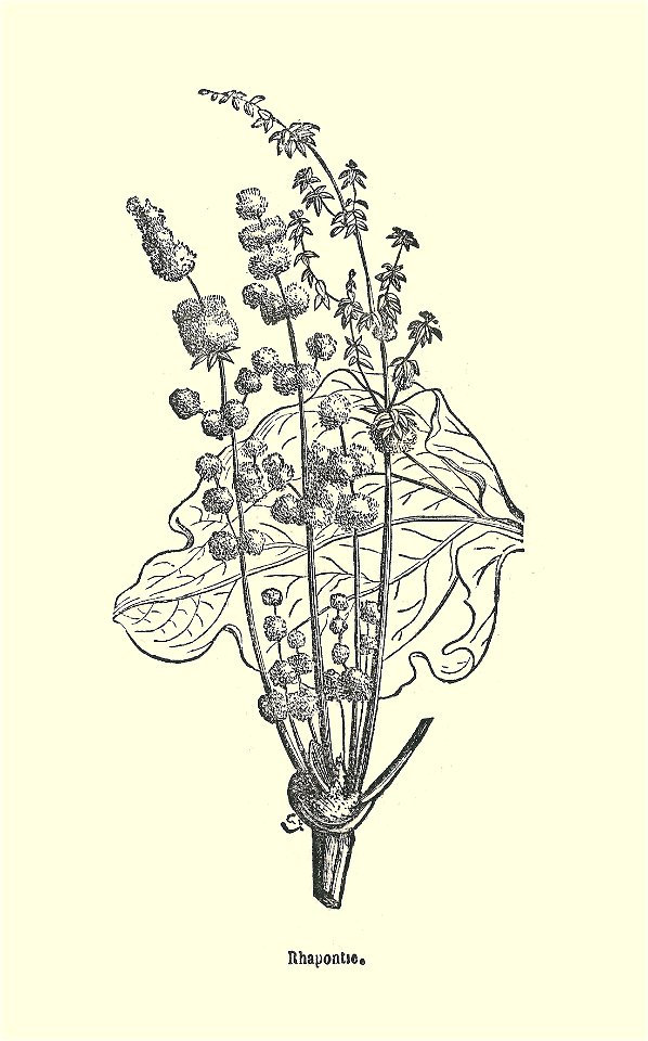 Plantes usuelles-Ysabeau-1878-rhapontie