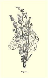 Plantes usuelles-Ysabeau-1878-rhapontie