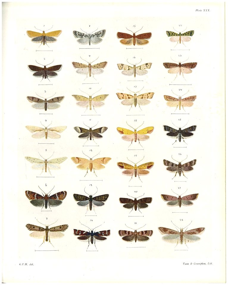 Plate XXX The butterflies & moths of New Zealand