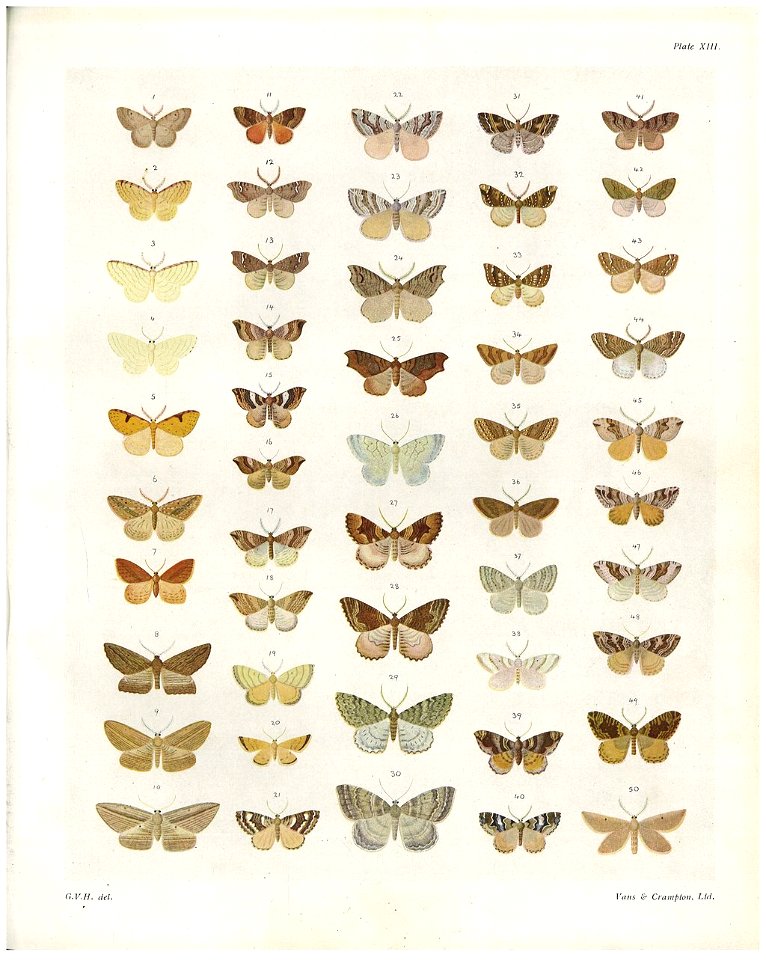 Plate XIII The butterflies & moths of New Zealand