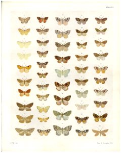 Plate XIII The butterflies & moths of New Zealand